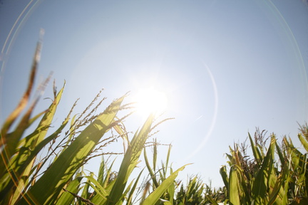 Miscanthus2 004.jpg